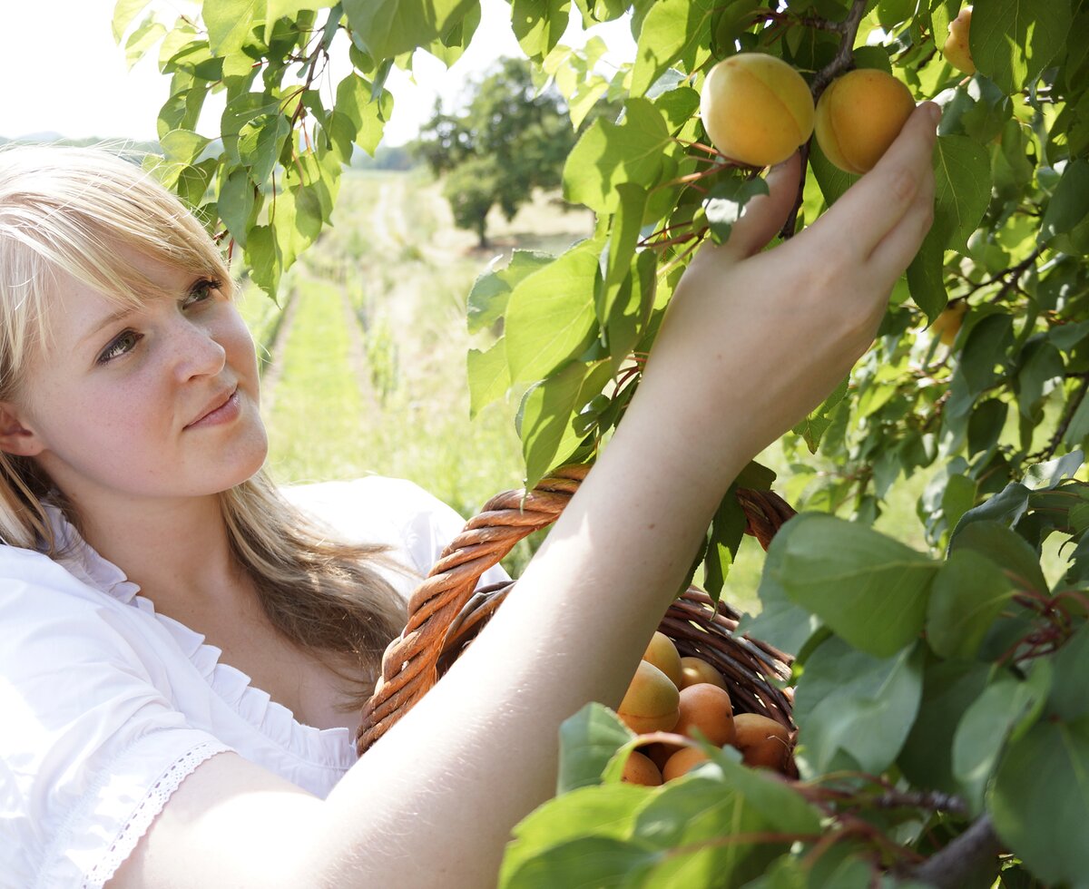 Frau erntet Marillen in der Wachau | © Donau Niederösterreich / Steve Haider Frau pflückt Marillen vom Baum in der Wachau | © Donau Niederösterreich / Steve Haider