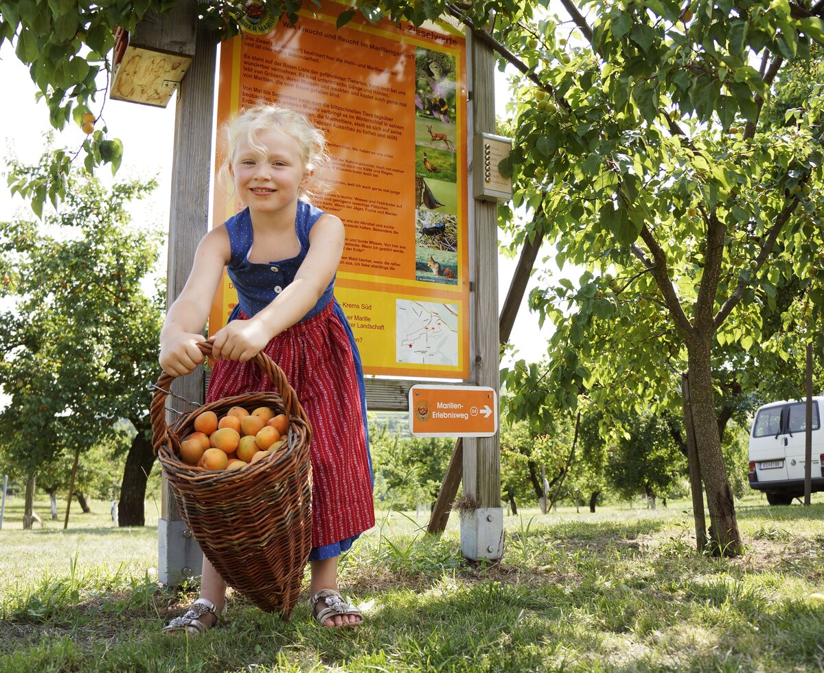 Child holding basket with apricots | © Donau Niederösterreich / Steve Haider