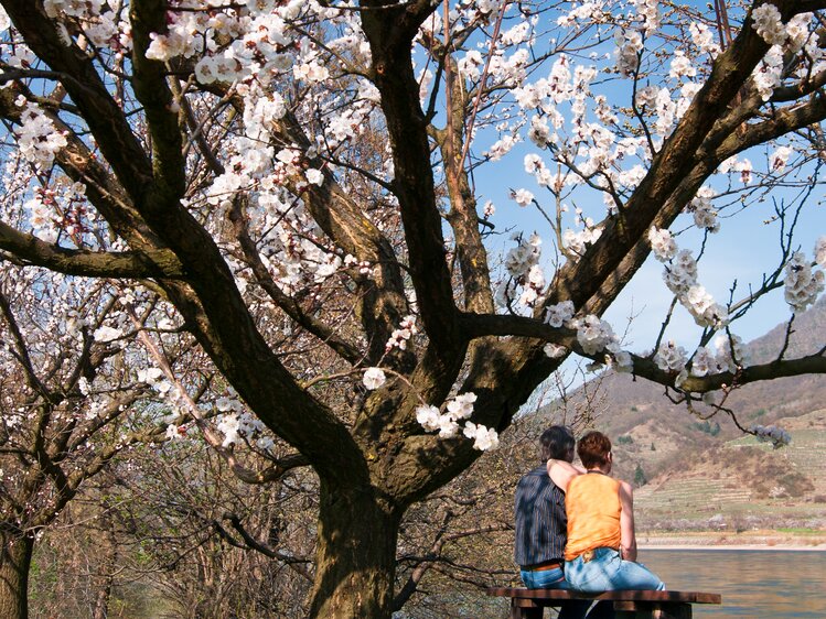Apricot tree blossoms by the Danube  | © Donau Niederösterreich / www.extremfotos.com