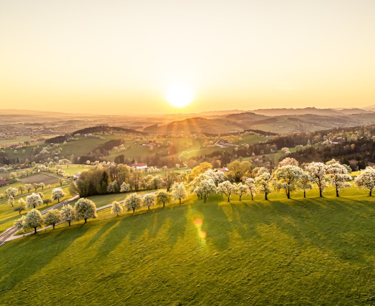 Birnbaumblüte Mostviertel | © Niederösterreich Werbung/ Robert Herbst