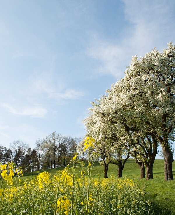 flowering trees in the Mostviertel | © Mostviertel Tourismus / schwarz-koenig.at