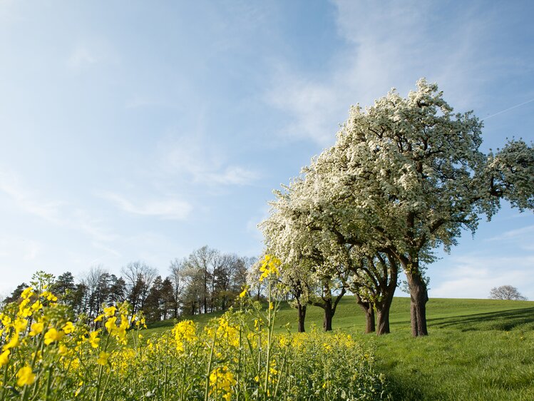 flowering trees in the Mostviertel | © Mostviertel Tourismus / schwarz-koenig.at
