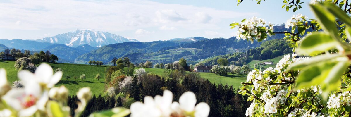 Flowering tree with landscape in mostviertel region  | © Mostviertel Tourismus / weinfranz.at