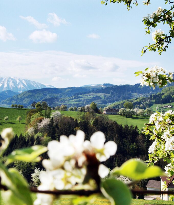 Blühender Baum mit Landschaft im Mostviertel  | © Mostviertel Tourismus / weinfranz.at