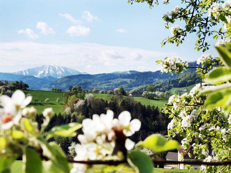 Flowering tree with landscape in mostviertel region  | © Mostviertel Tourismus / weinfranz.at