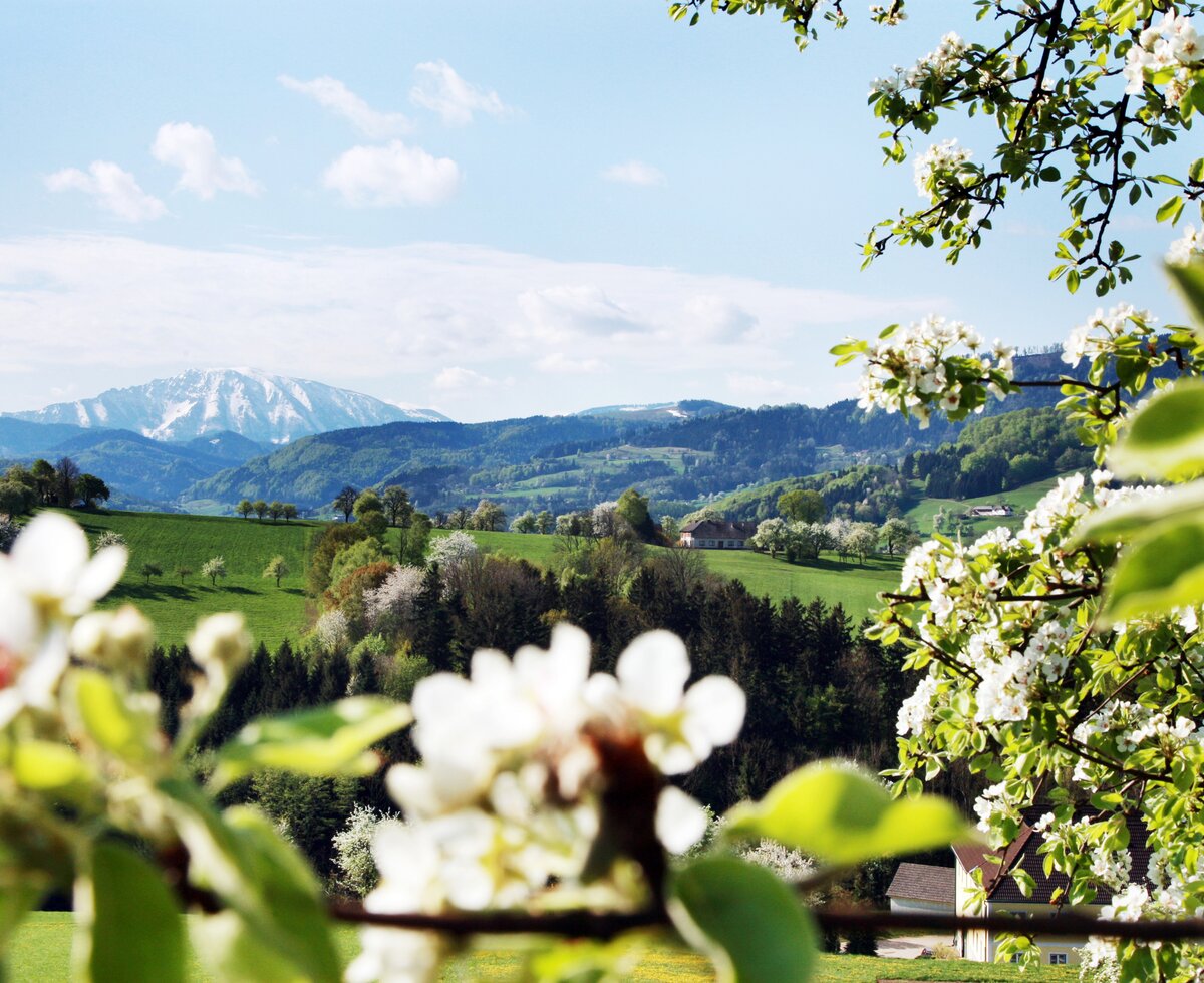 Flowering tree with landscape in mostviertel region  | © Mostviertel Tourismus / weinfranz.at