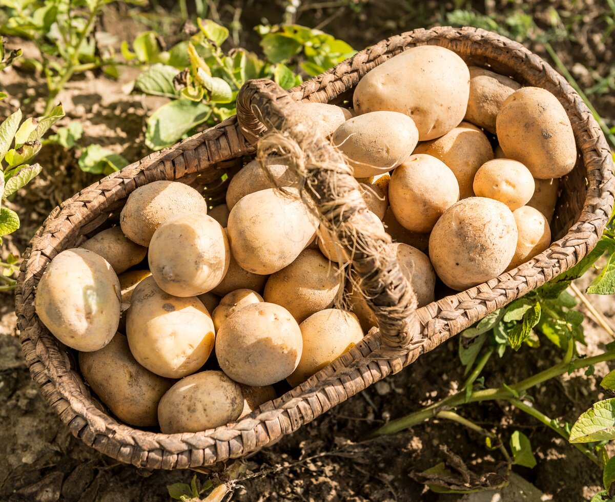 potatos | © Studio Kerschbaum / Waldviertel Tourismus potatos | © Studio Kerschbaum / Waldviertel Tourismus