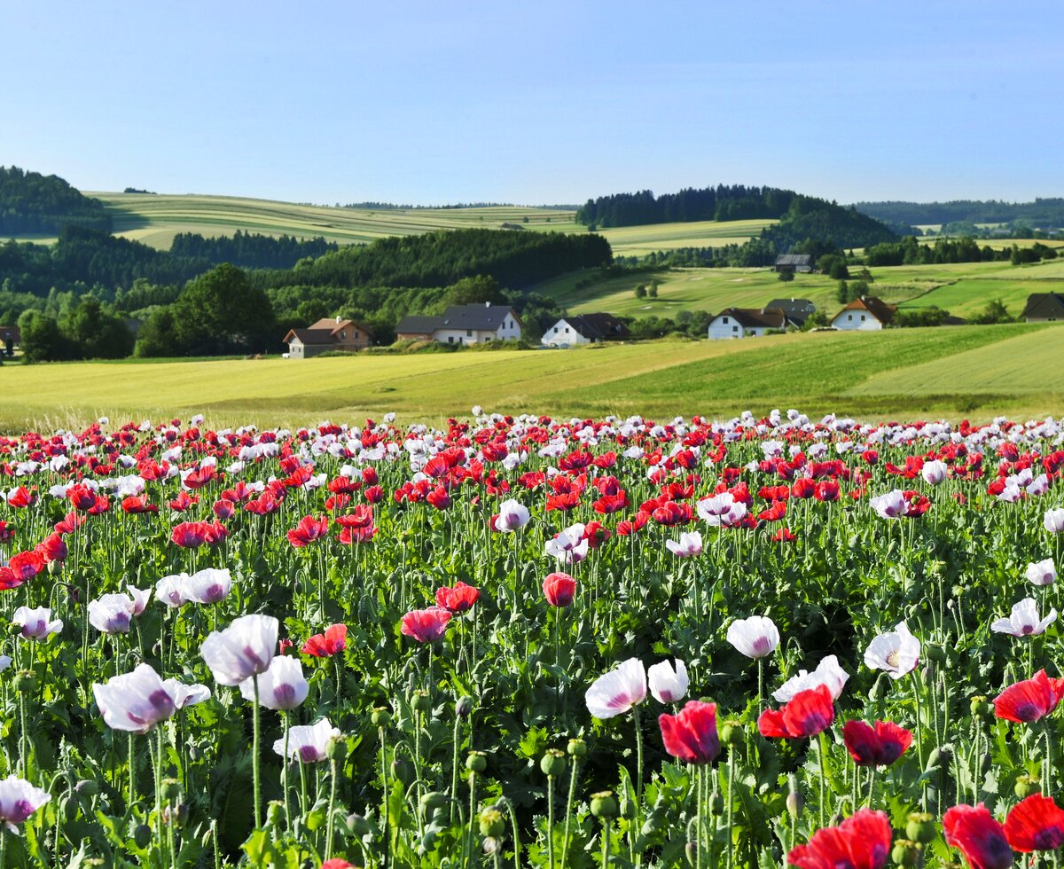blooming poppy field in village location in Waldviertel | © Waldviertel Tourismus / Robert Herbst blooming poppy field in village location in Waldviertel in Lower Austria | © Waldviertel Tourismus / Robert Herbst