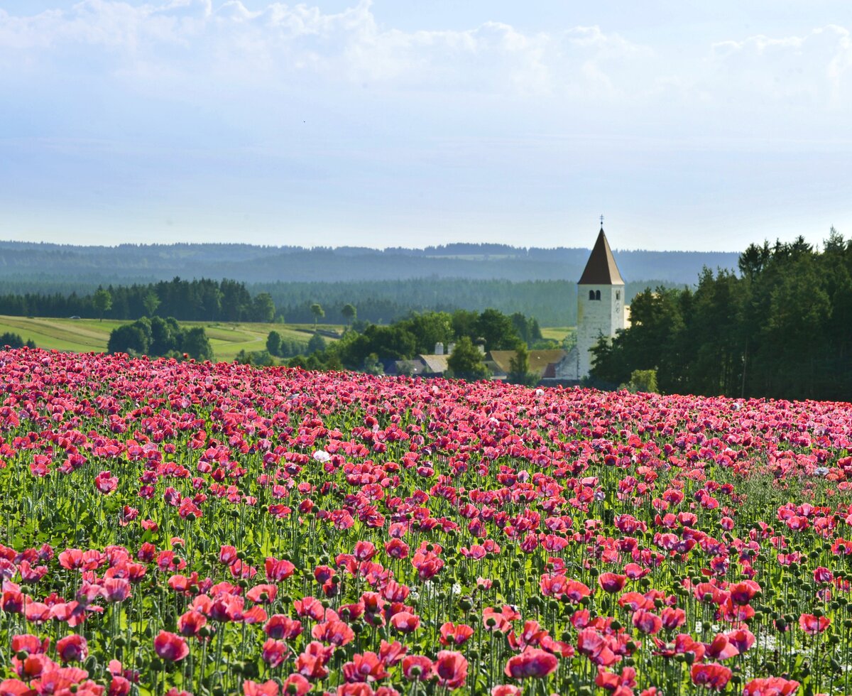 blühendes Mohnfeld vor einer Kirche im Waldviertel | © Waldviertel Tourismus / Robert Herbst