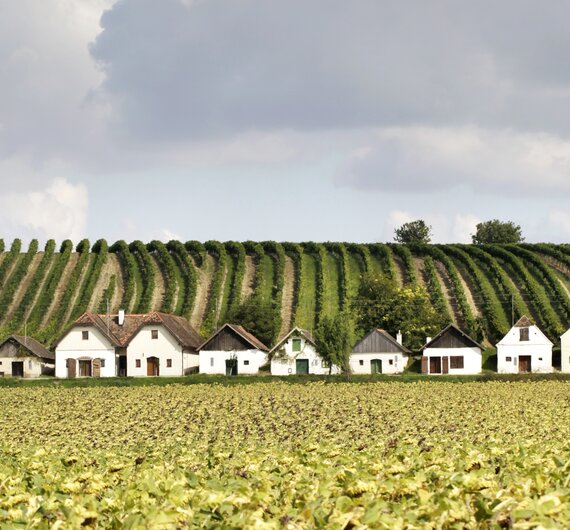 Landschaftsfoto von Kellergasse Diepolz im Weinviertel | © Weinviertel Tourismus / Christine Wurnig
