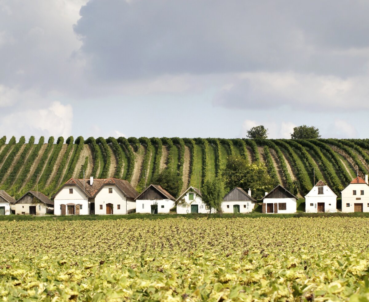 Landscape photo of cellar alley Diepolz in the weinviertel region | © Weinviertel Tourismus / Christine Wurnig