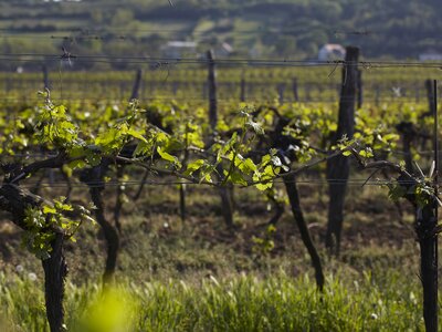 Weinzeile im Weingarten im Frühling im Weinviertel | © Weinviertel Tourismus / Christine Wurnig Weinzeile im Weingarten im Frühling | © Weinviertel Tourismus / Christine Wurnig