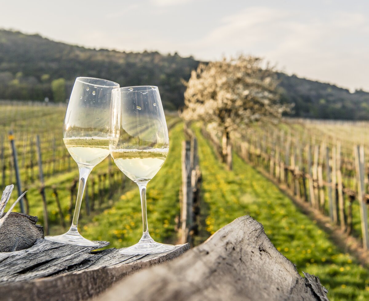 Weinfrühling im Wienerwald | © Niederösterreich Werbung / Robert Herbst Zwei Weingläser im Weingarten im Wienerwald | © Niederösterreich Werbung / Robert Herbst