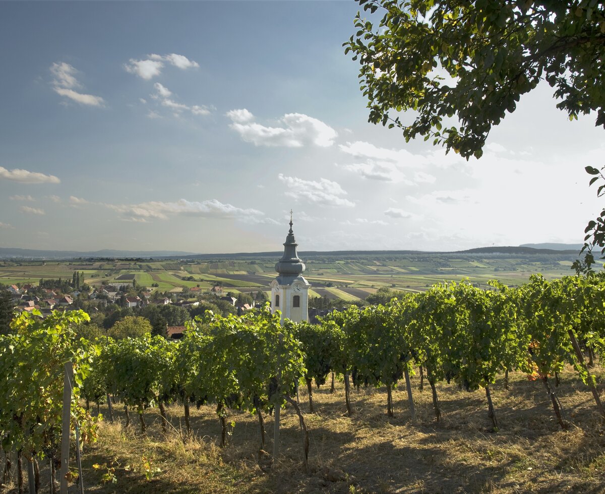 Vineyard with church tower in the background | © Wienerwald Tourismus - Rita Newman