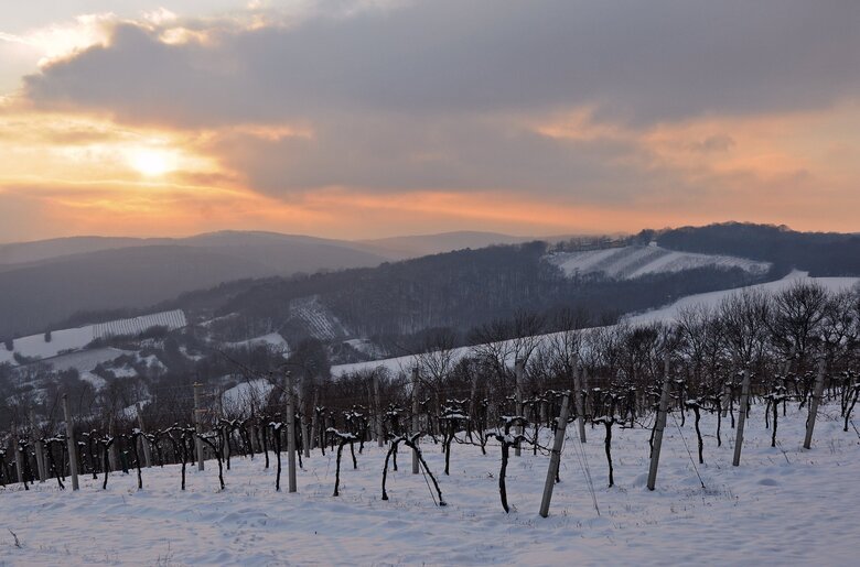 Abendstimmung im Winter im Weingarten im Wienerwald | © Wienerwald Tourismus / Martina Konrad Murphy