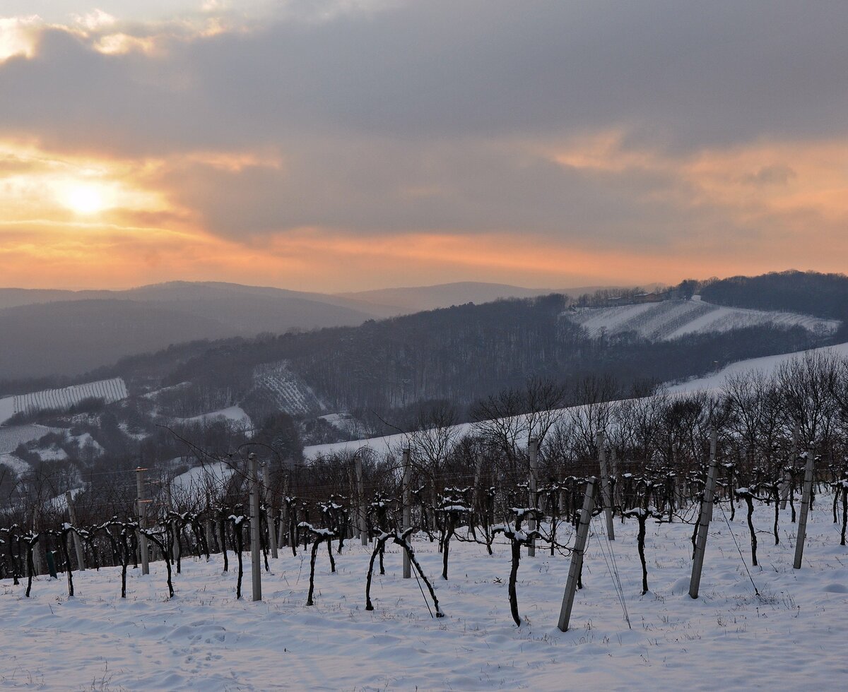 winterliche Abendstimmung im Weingarten im Wienerwald | © Wienerwald Tourismus / Martina Konrad Murphy Abendstimmung im Winter im Weingarten im Wienerwald | © Wienerwald Tourismus / Martina Konrad Murphy