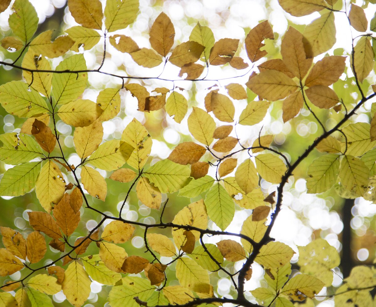 Herbstblätter | © Wienerwald Tourismus / Raimo Rumpler Herbstblätter | © Wienerwald Tourismus / Raimo Rumpler