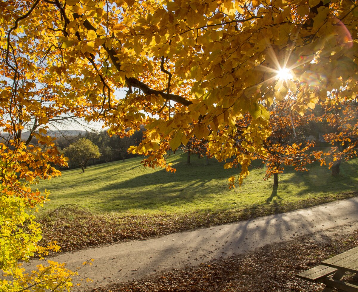 autumnal Vienna Woods | © Wienerwald Tourismus / Raimo Rumpler The sun shines on a bench in the autumnal Vienna Woods | © Wienerwald Tourismus / Raimo Rumpler