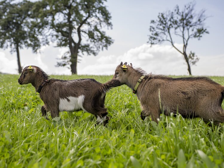two goats on pasture  | © Urlaub am Bauernhof Niederösterreich / Karin Lohberger