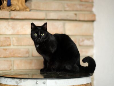 Schwarze Katze auf Weinfass | © Urlaub am Bauernhof Niederösterreich / weinfranz.at Schwarze Katze auf Weinfass | © Urlaub am Bauernhof Niederösterreich / weinfranz.at