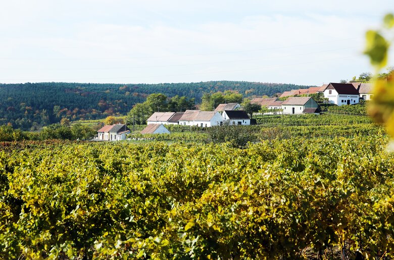 Weingärten mit Blick auf die Weinkeller | © Urlaub am Winzerhof / weinfranz.at