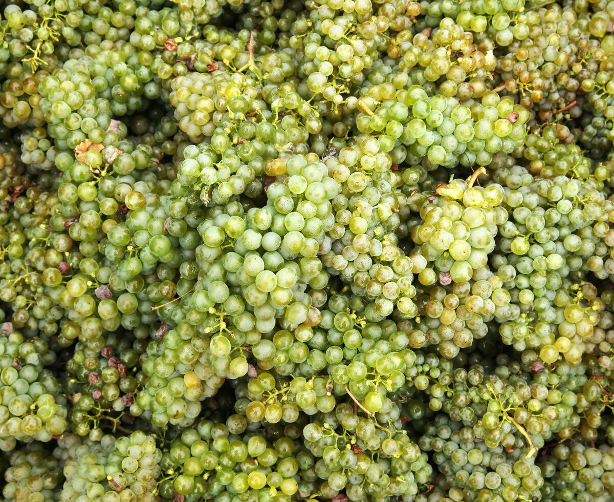 gelesene Trauben | © Urlaub am Winzerhof / weinfranz.at viele gelesene Trauben auf einem Haufen | © Urlaub am Winzerhof / weinfranz.at