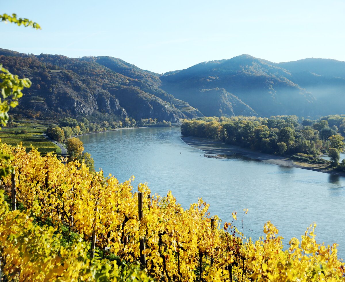 Vineyard in autumn in the Wachau | © Urlaub am Winzerhof / weinfranz.at
