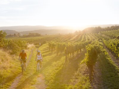 Zwei Radfahrer im Weingarten | © Niederösterreich Werbung / Astrid Bartl