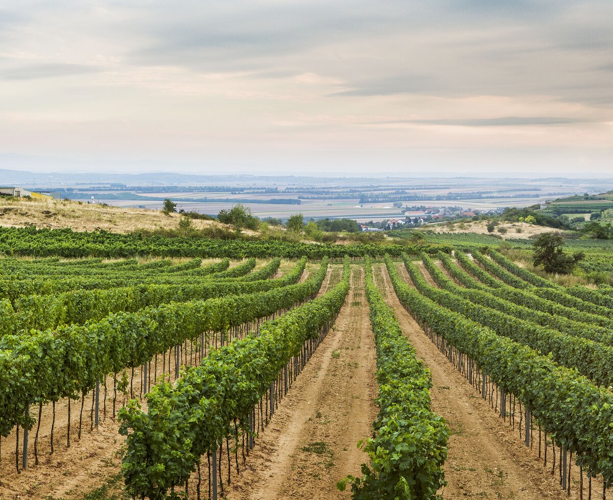 Weingärten Weinviertel | © Niederösterreich Werbung / Michael Liebert Weingärten Weinviertel | © Niederösterreich Werbung / Michael Liebert