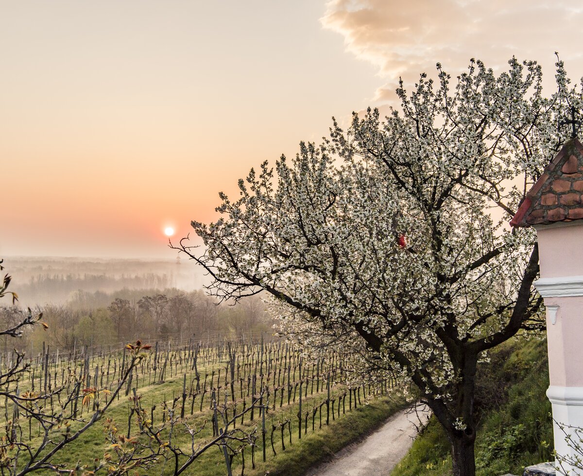 Weingarten im Frühling im Traisental | © Niederösterreich Werbung / Robert Herbst Weingarten im Frühling mit Matterl | © Niederösterreich Werbung / Robert Herbst