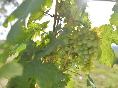 Weiße Trauben im Weingarten | © Urlaub am Winzerhof / Ralph Fischbacher Weiße Trauben im Weingarten | © Urlaub am Winzerhof / Ralph Fischbacher