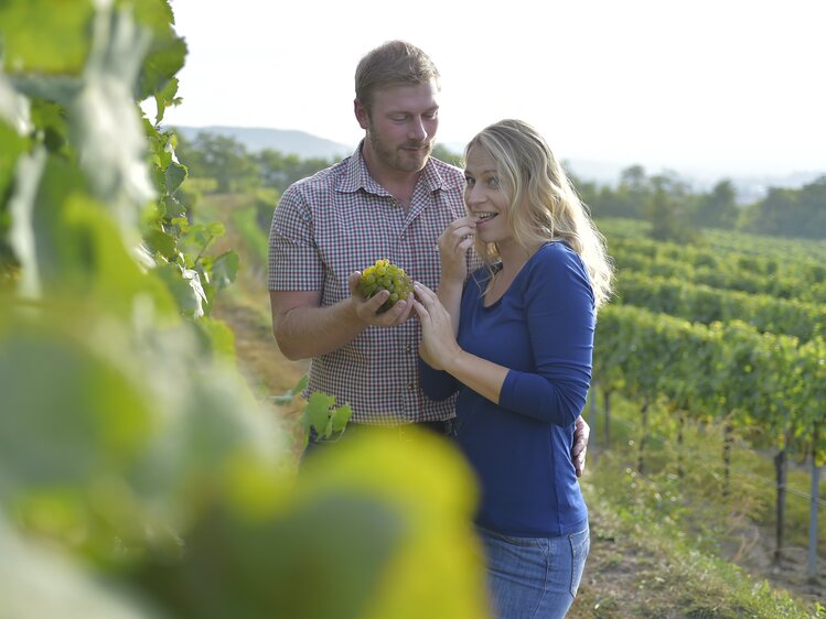 Couple is nibbling on grapes in the vineyard | © Urlaub am Winzerhof / Ralph Fischbacher