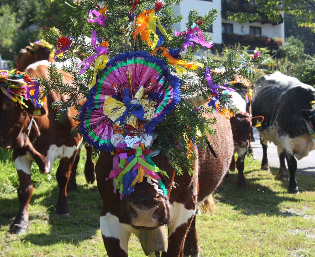 Geschmückte Kühe beim herbstlichen Almabtrieb | © Ferienregion Dachstein Salzkammergut / Elisabeth Grill Bunt geschmückte Kühe beim herbstlichen Almabtrieb in Gosau | © Ferienregion Dachstein Salzkammergut / Elisabeth Grill