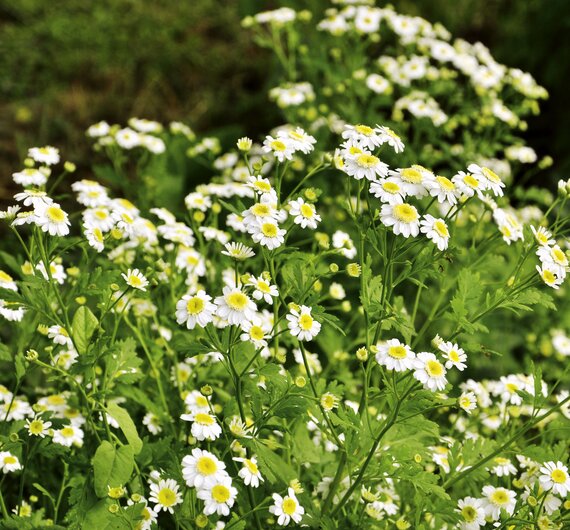 Kamille blüht im Garten | © Urlaub am Bauernhof Oberösterreich / Harald Puchegger