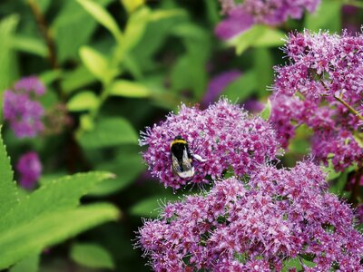 Hummel auf einer Blume | © Urlaub am Bauernhof Oberösterreich / Harald Puchegger Eine Hummel sitzt auf einer rosaroten Blüte | © Urlaub am Bauernhof Oberösterreich / Harald Puchegger