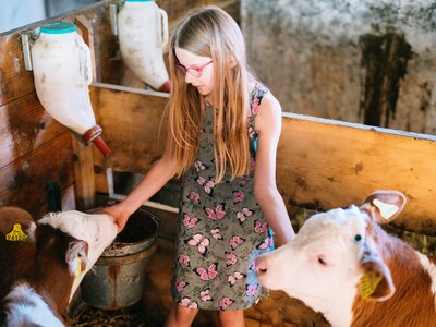 Kälbchen streicheln im Stall | © Urlaub am Bauernhof Oberösterreich / Daniel Gollner Mädchen streichelt Kälbchen im Stall | © Urlaub am Bauernhof Oberösterreich / Daniel Gollner