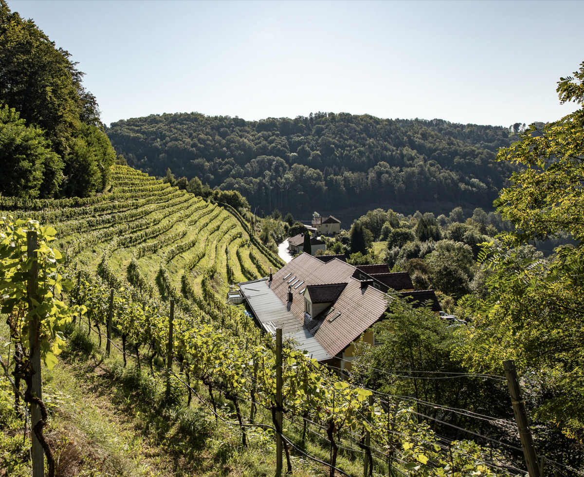 Weingarten Haselgraben bei Linz, Mühlviertel | © Urlaub am Bauenrhof Oberösterreich / Weingarten Haselgraben