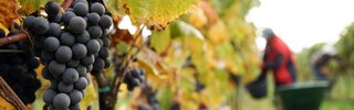 Weinlese beim Nussböckgut | © Urlaub am Bauernhof Oberösterreich / Alexander Hölz