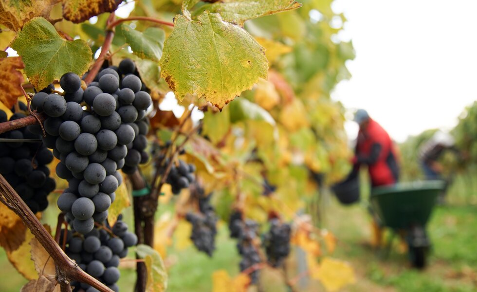 Weinlese beim Nussböckgut | © Urlaub am Bauernhof Oberösterreich / Alexander Hölz
