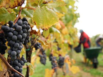 Weinlese beim Nussböckgut | © Urlaub am Bauernhof Oberösterreich / Alexander Hölz
