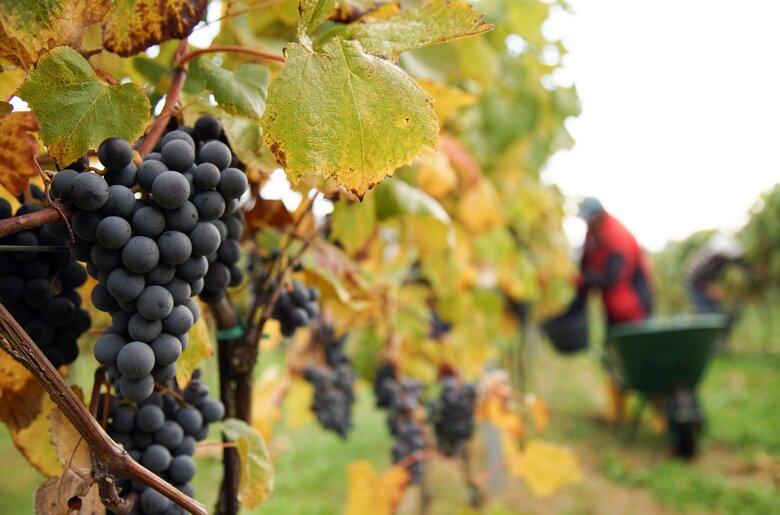 Weinlese beim Nussböckgut | © Urlaub am Bauernhof Oberösterreich / Alexander Hölz