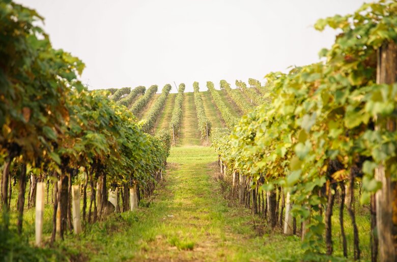 Weinlese beim Nussböckgut | © Urlaub am Bauernhof Oberösterreich / Alexander Hölz