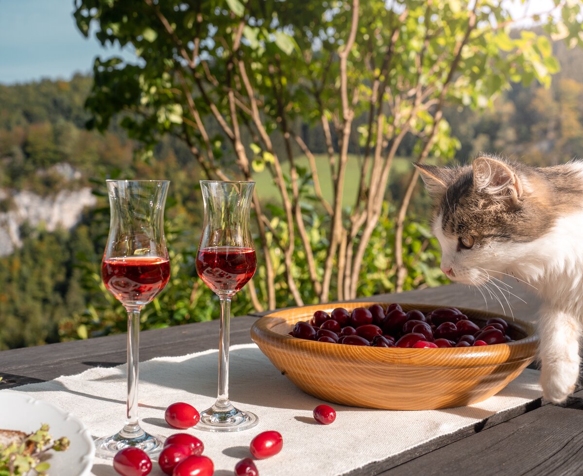 Katze interessiert sich für Dirndllikör | © Urlaub am Bauernhof Oberösterreich / Viktoria Urbanek Katze schnuppert an einer Schüssel mit Dirndl (Kornelkirschen), die neben zwei Stamperl mit Dirndllikör steht | © Urlaub am Bauernhof Oberösterreich / Viktoria Urbanek
