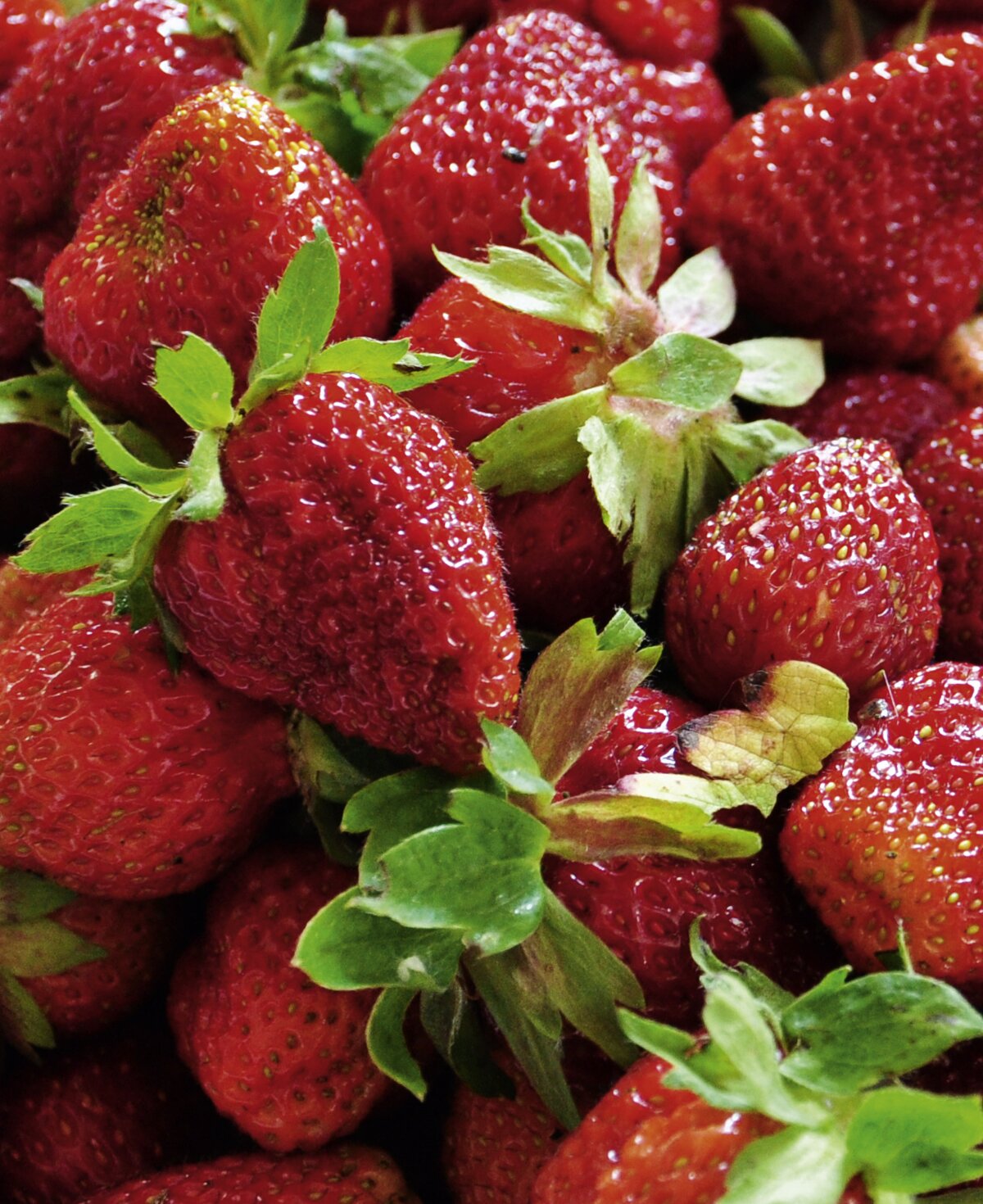 Schüssel mit frischen Erdbeeren | © Urlaub am Bauernhof Oberösterreich / Harald Puchegger