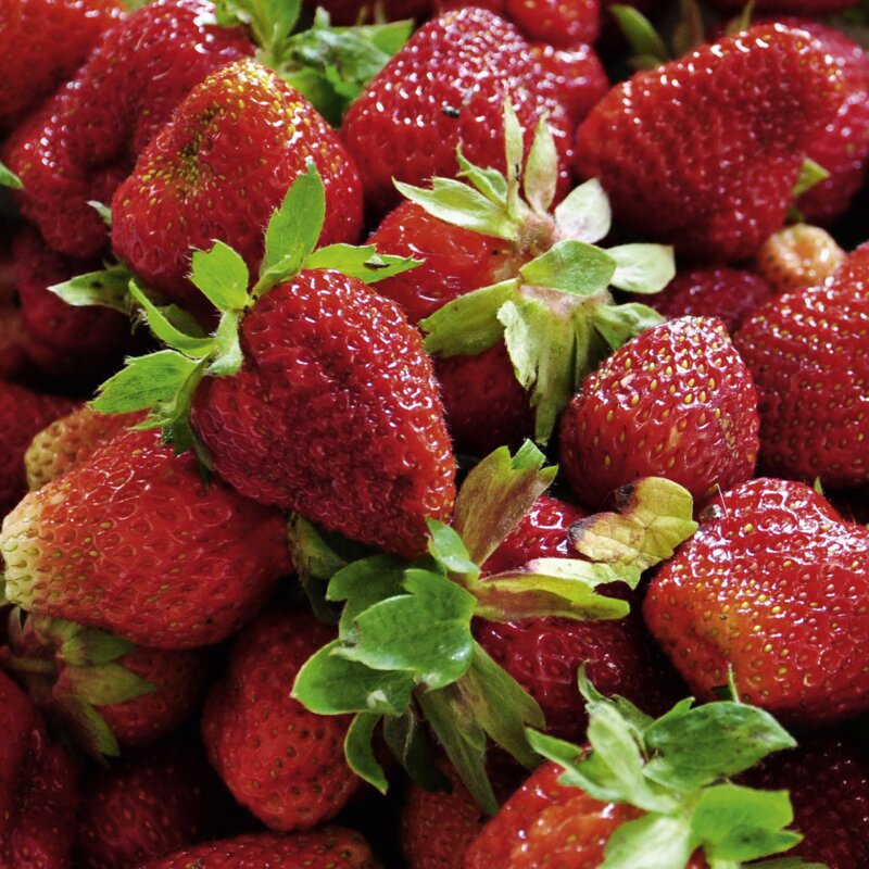 Schüssel mit frischen Erdbeeren | © Urlaub am Bauernhof Oberösterreich / Harald Puchegger