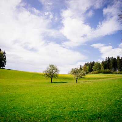 Sommerliche Hügellandschaft im Mühlviertel | © Urlaub am Bauernhof Oberösterreich / Daniel Gollner
