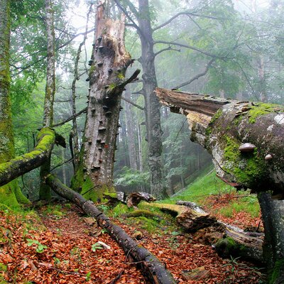 Alte Buchenwälder UNESCO Welterbe im Nationalpark Kalkalpen | © Oberösterreich Tourismus GmbH / Erich Mayrhofer