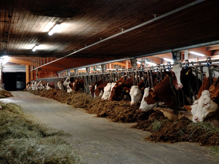 Kühe im Stall | © Urlaub am Bauernhof Oberösterreich / Daniel Gollner