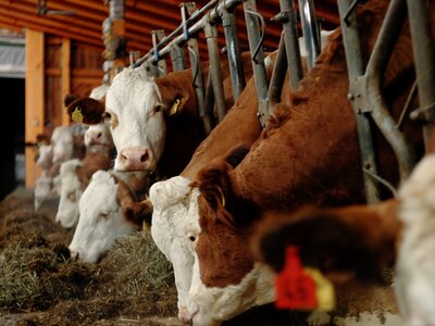 Kühe im Stall | © Urlaub am Bauernhof Oberösterreich / Daniel Gollner