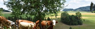 Enten überqueren die Straße vor einer Kuhherde | © Urlaub am Bauernhof Oberösterreich  Harald Puchegger